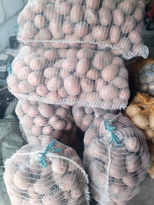 Ziemniaki cztery odmiany Ignacy Redsonia Gala Jelly.