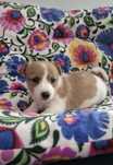 Jack russel terrier chłopiec