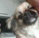 Pekinczyk szuka domu