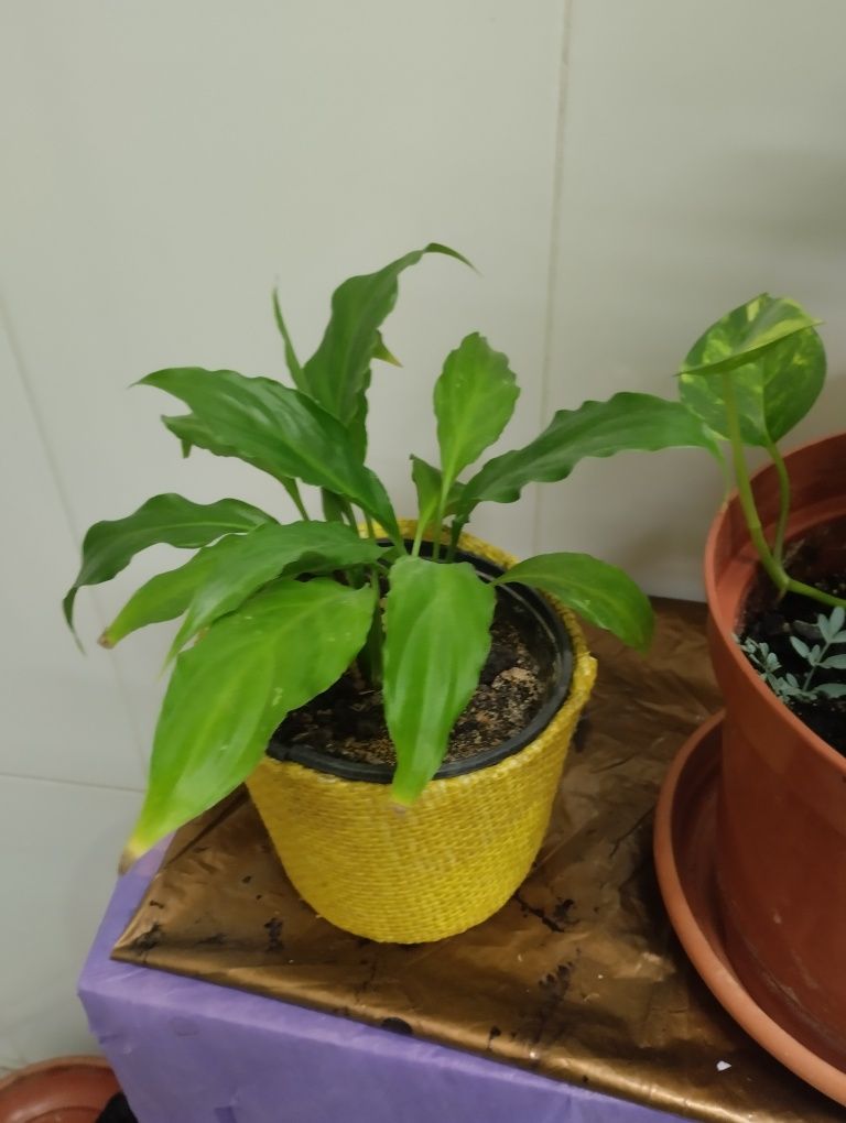 Plantas Naturais