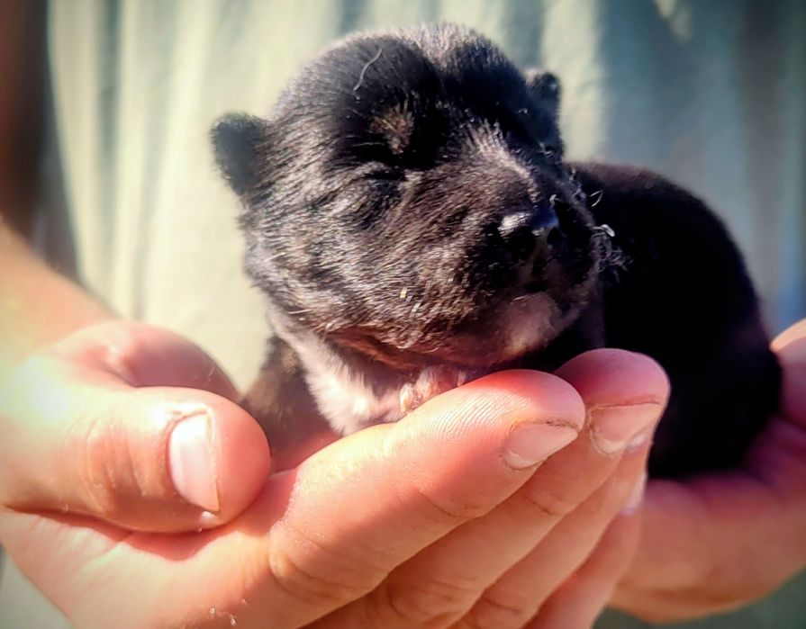 Shiba Inu suczka!