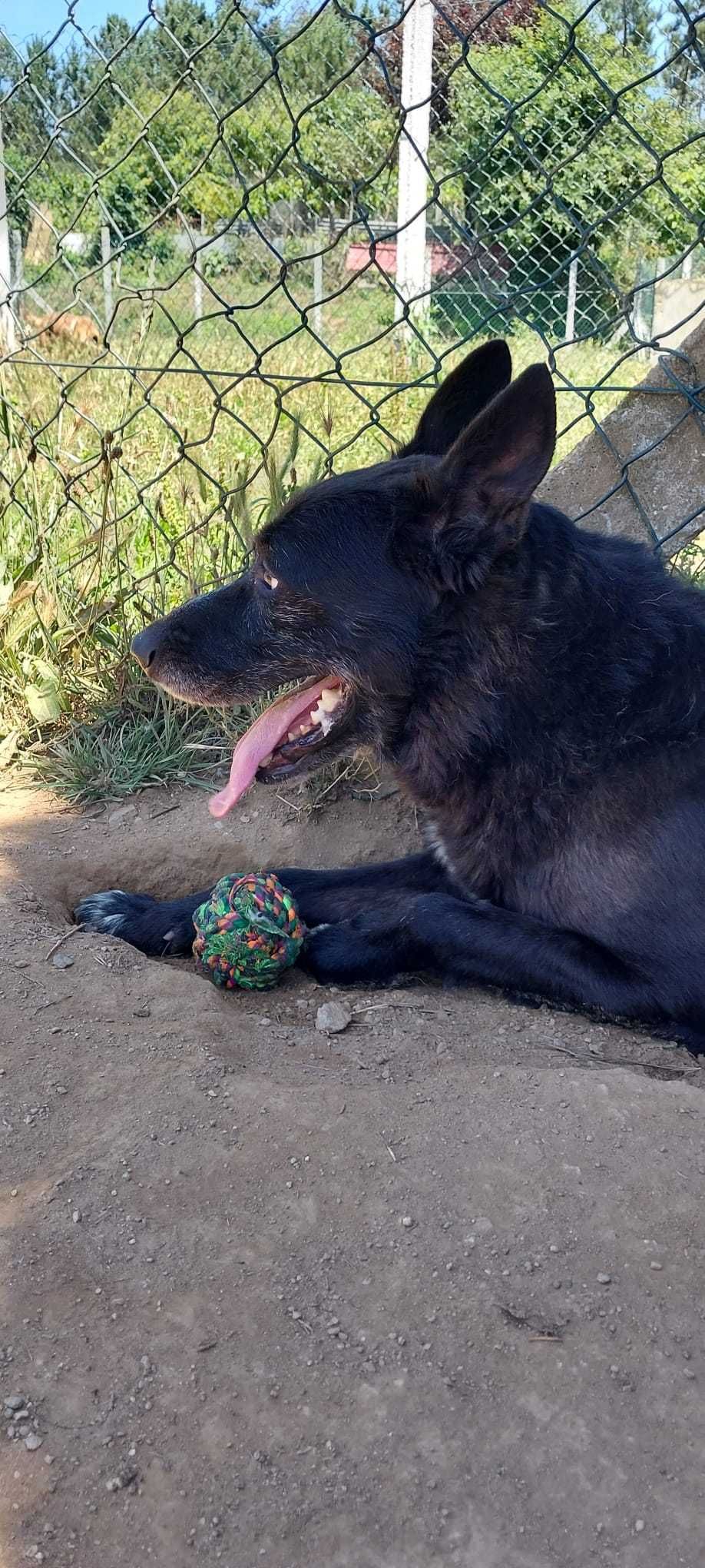 Cão para doção responsável