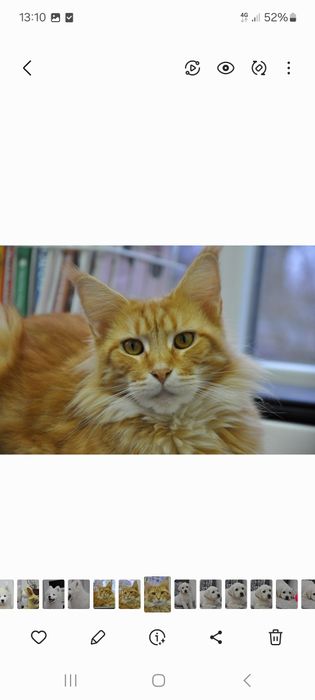 Мейн куни купити недорого