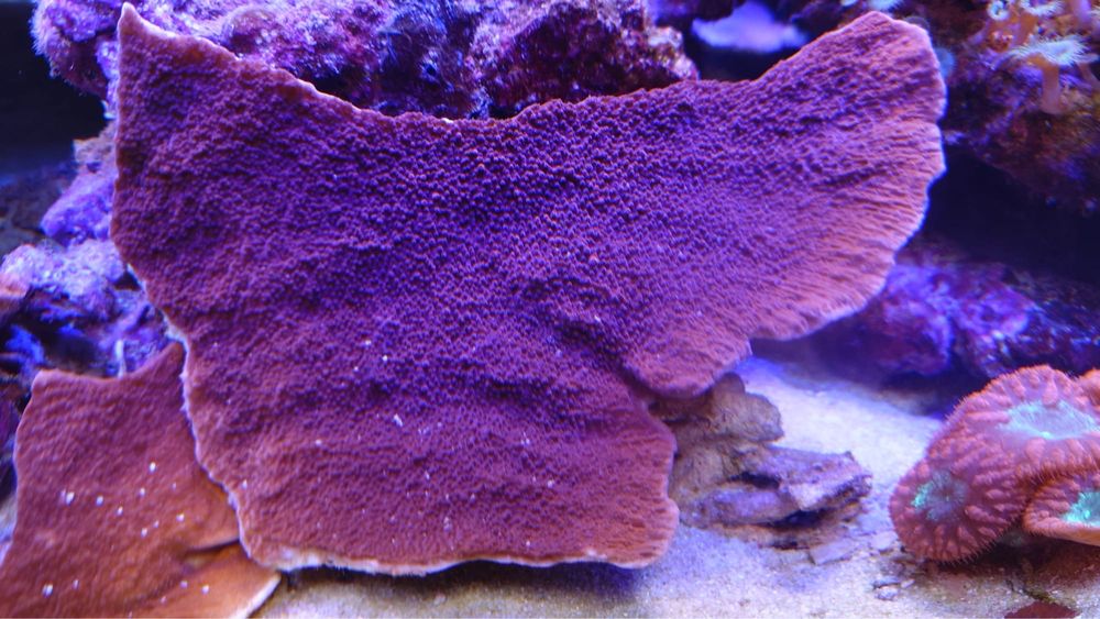 Montipora talerzowa