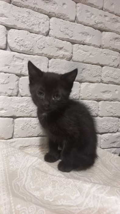 Віддам в добрі руки котика