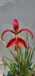 Flor-de-lis bolbo Planta rara