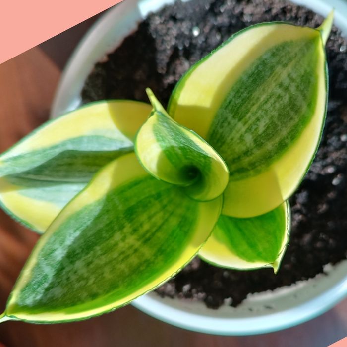 Сансевієрія хані Голд