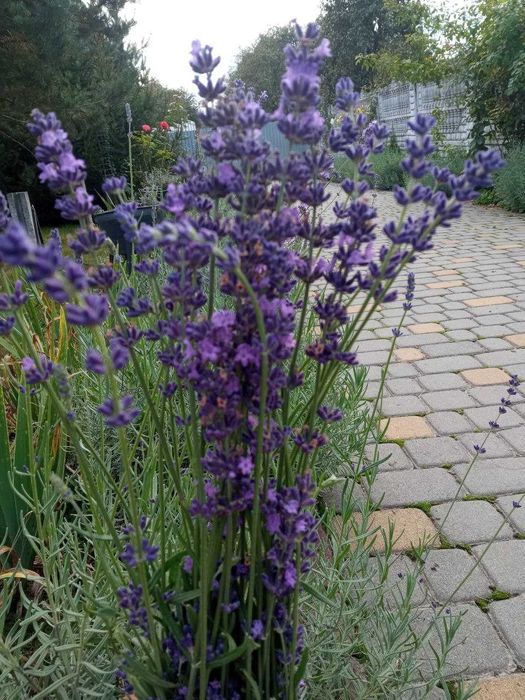 Саджанці Лаванди