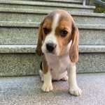 Szczeniak Beagle Tricolor