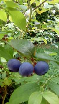 planta mirtilo "goldtraube" e "ozarkblue" com fruto 1,25mt