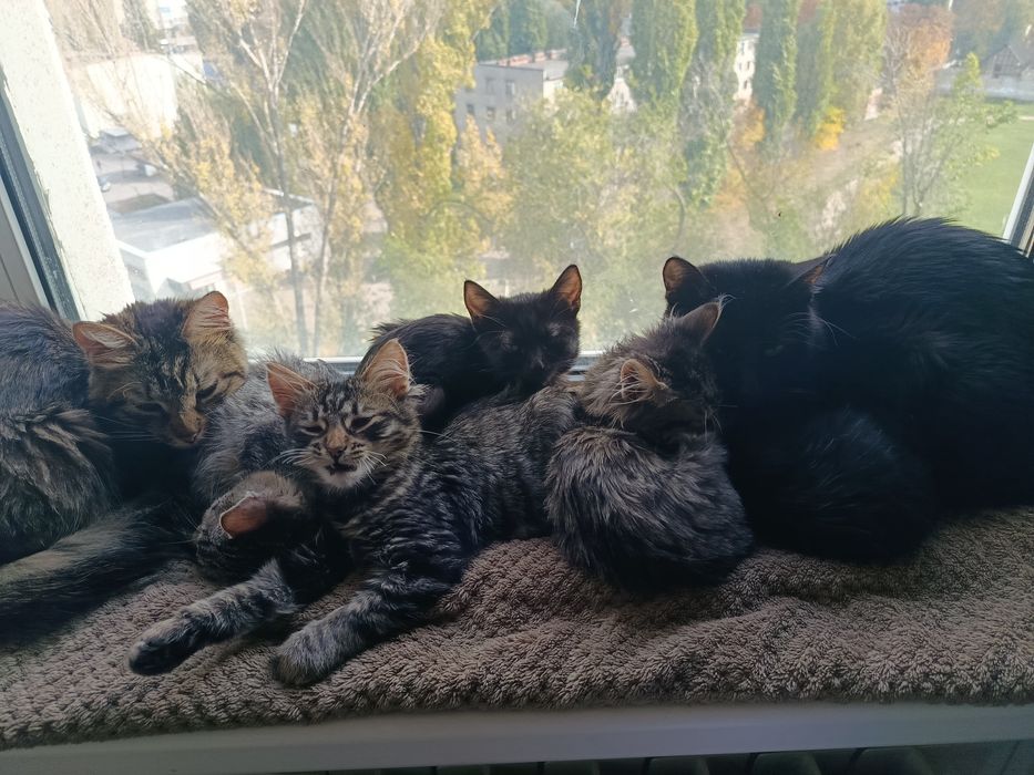 Срочно отдам трёх месячных  котят в хорошие руки .