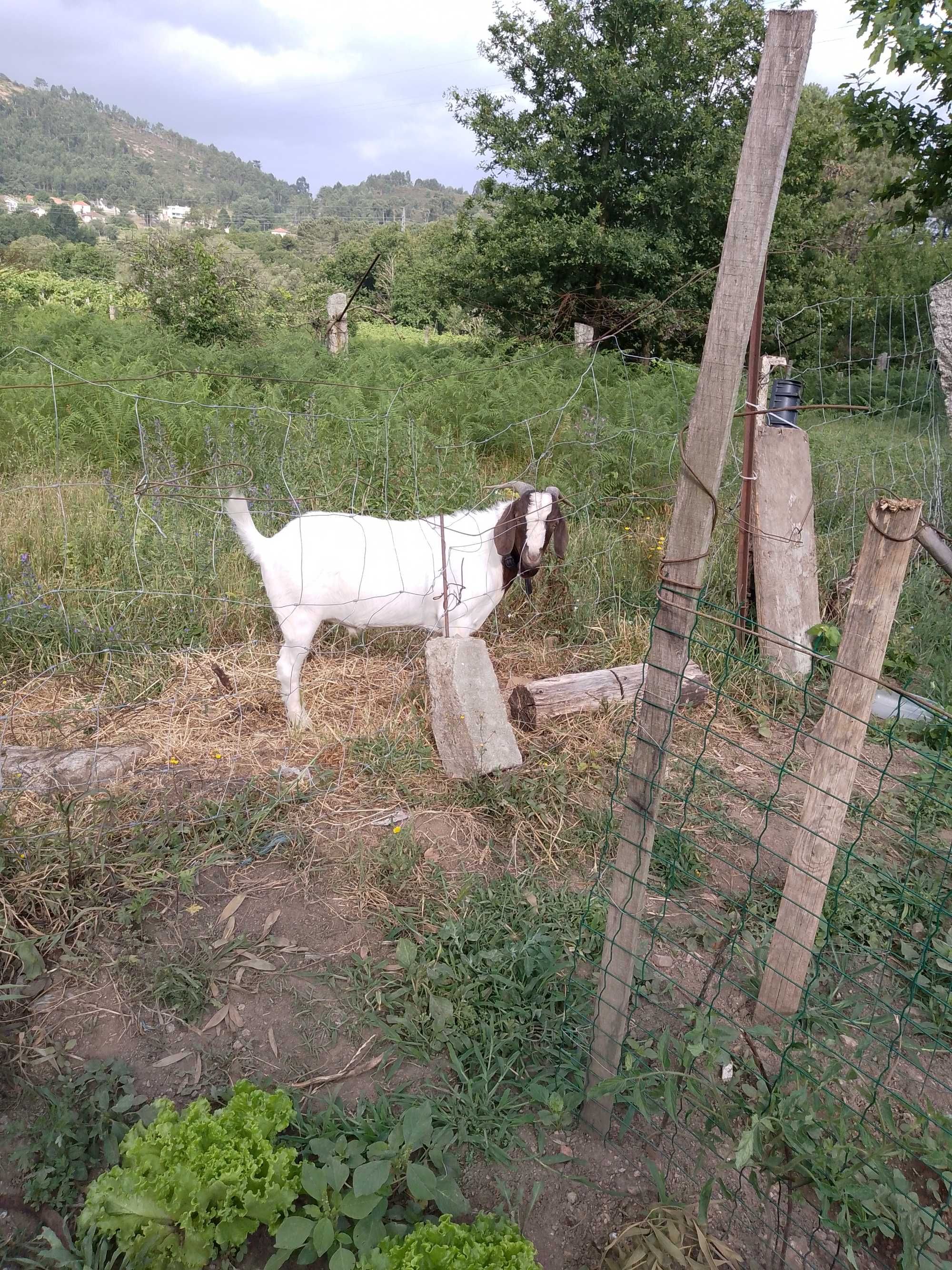 Cabrito Raça  Boer