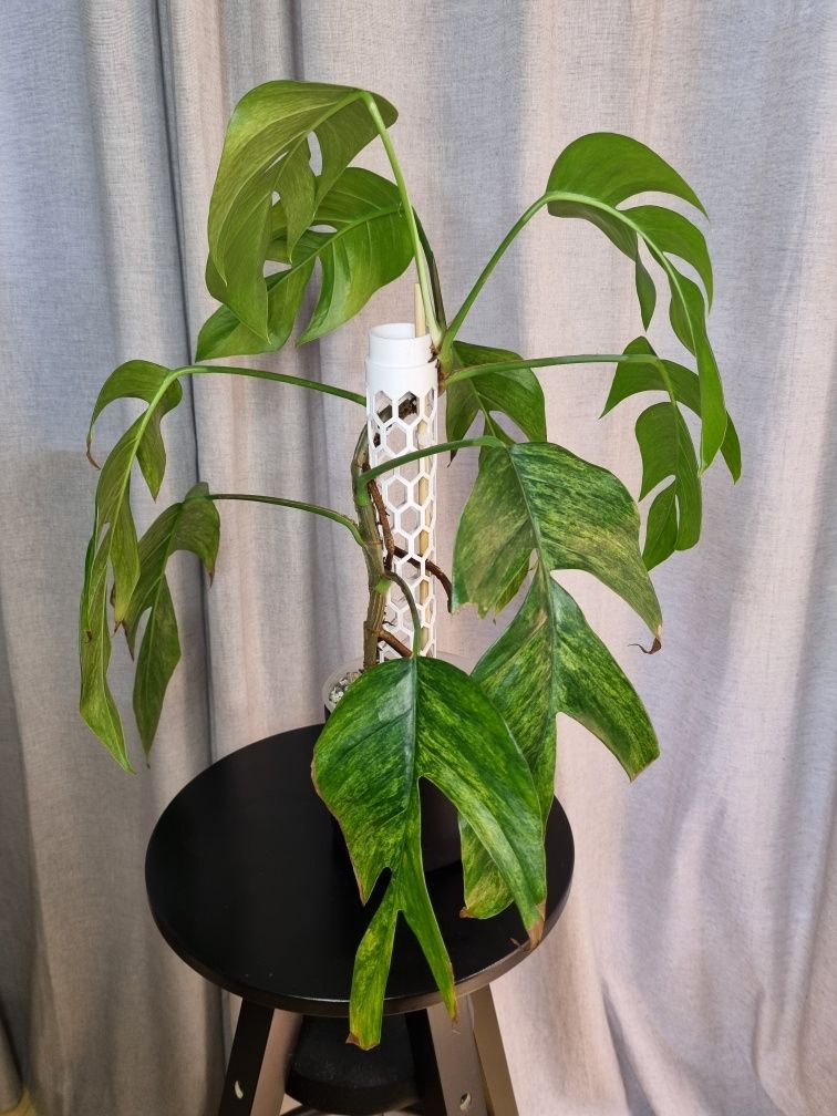 Epipremnum pinnatum cream mint cała roślina 9 liści lub pędówki