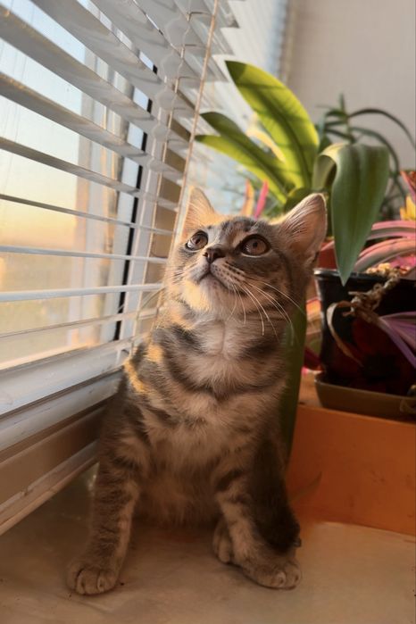 Котенок британцы кошеня британец британскої киця в добрі руки