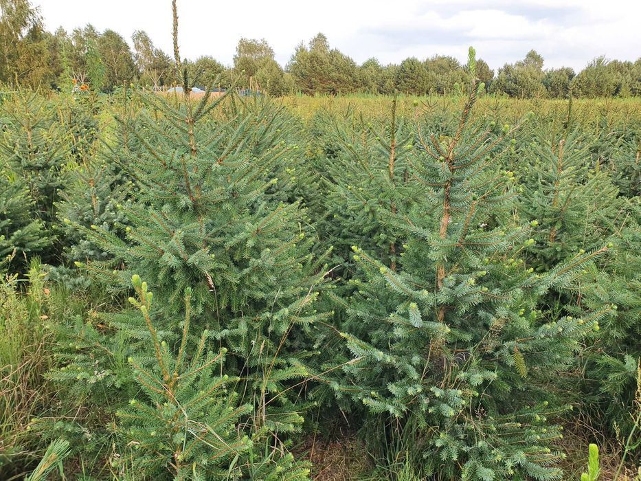 Świerk serbski, Picea OMORICA wys. 150 cm Zamiast Tuja na żywopłot