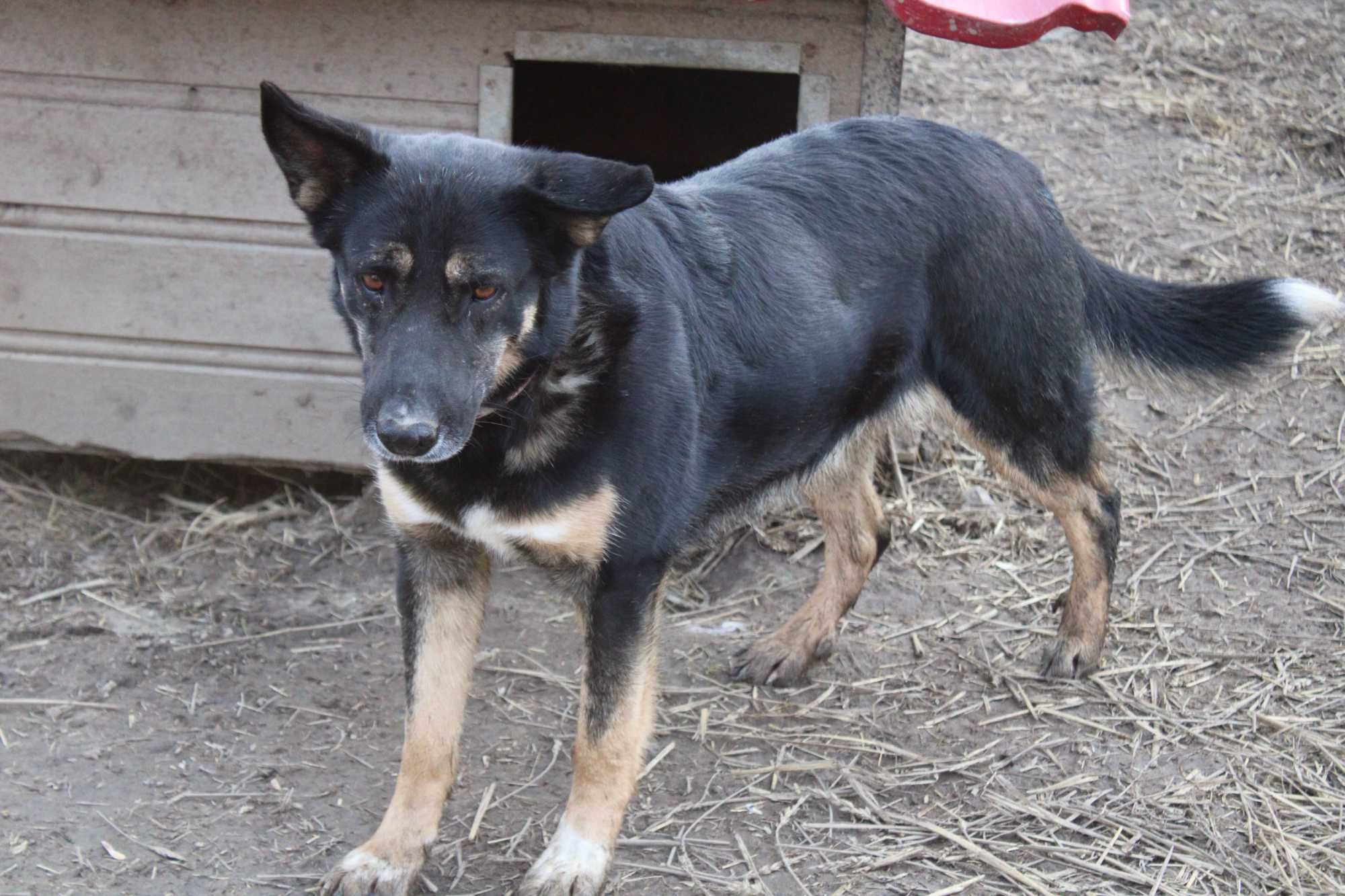 POLA- czarna suczka do adopcji