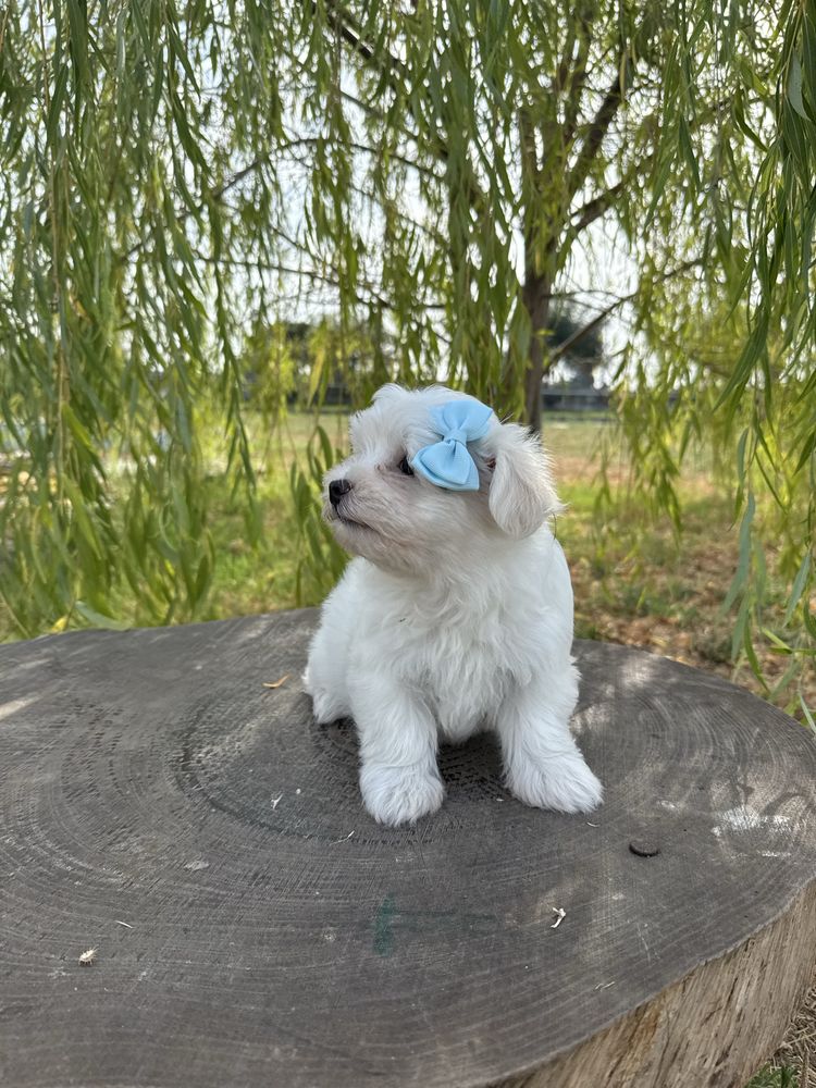 Bichon Maltês fofinha