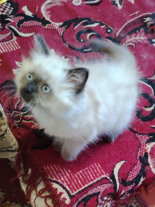 Гималайская кошечка