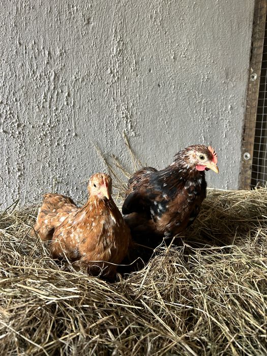 Para kochinów miniaturowych