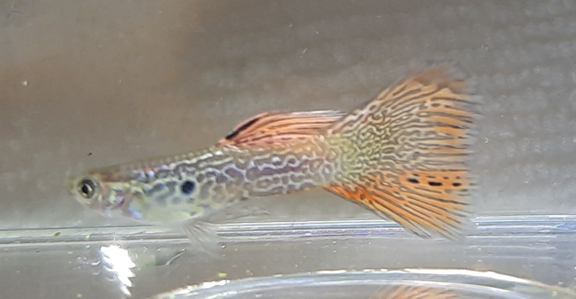 Casal Guppy red lace delta