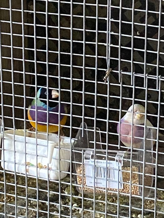 Diamante de gould casal de 2023