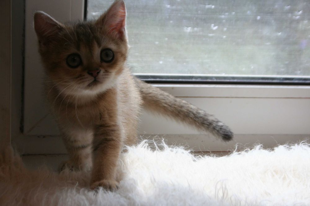 Киця-доця золото1 шиншилли