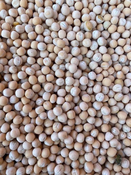 Пшениця тверда durum та горох озимий