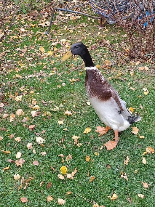 Kaczor biegus sprzedam