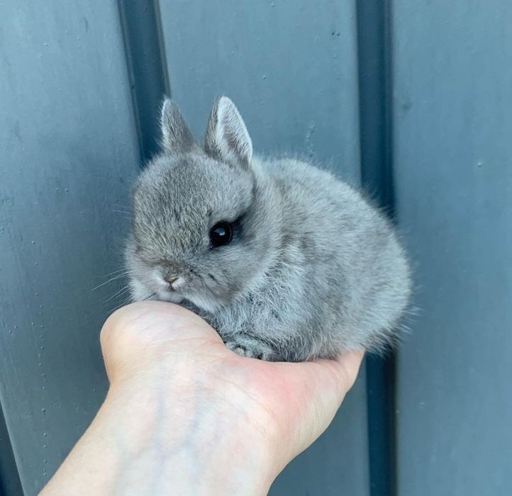 Coelhos anões bebés + gaiola nova + alimentação adequada
