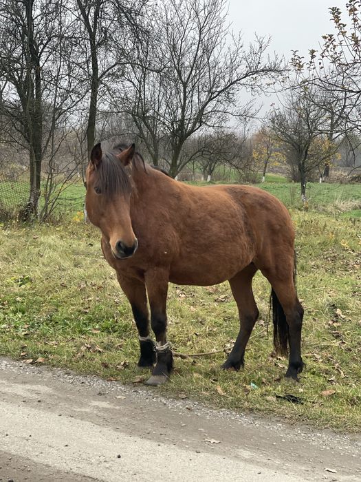 Продам кобилу.