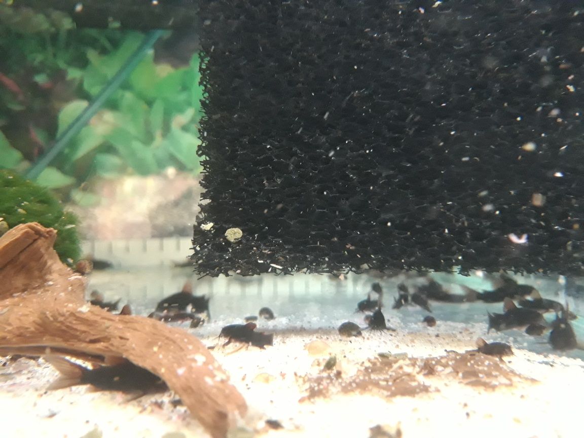 Kirys kirysek czarny corydoras black