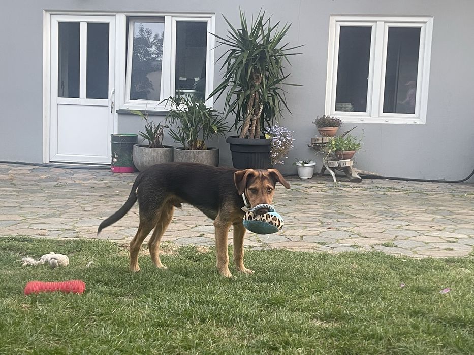 Oddam psa rasy terrier niemiecki (krzyzowka)