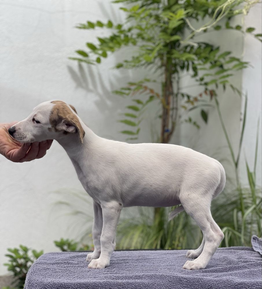 Dziewczynka Whippet ZKwP piękne umaszczenie Revirado FCI do odbioru