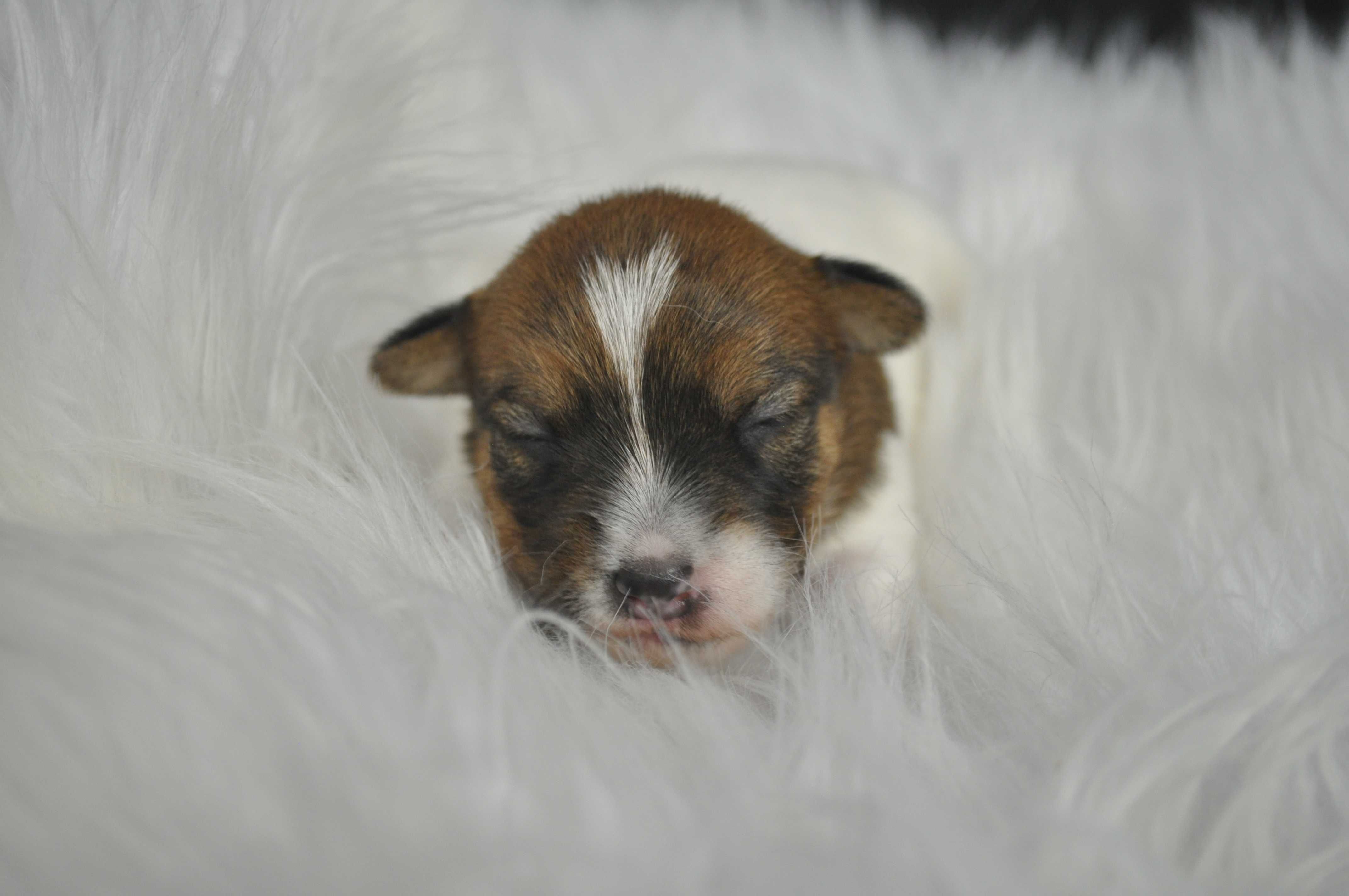 Jack Russell terrier ZKWP FCI