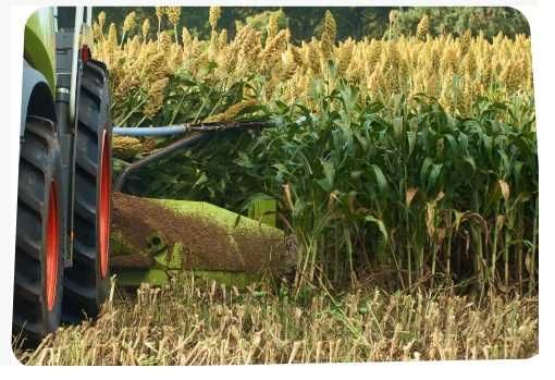 Sorgo Karim, Nasiona sorgo, trawa sudańska na suche tereny, sorgo