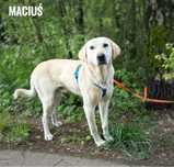 Mix labradora, wesoły, łagodny Michas. Adopcja