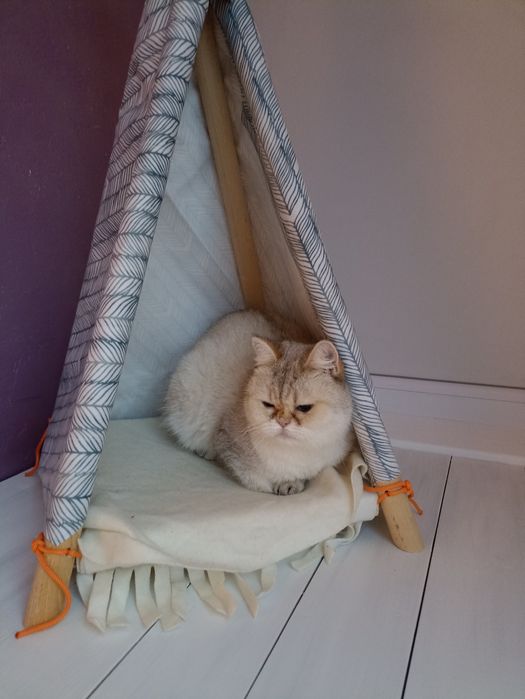 Подарую кицю Шиншила поінт