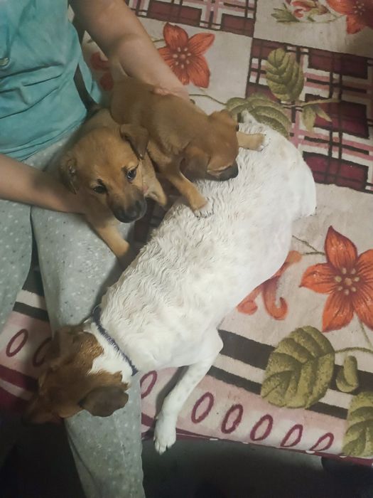 Цуценята.Фокс тер'єр метиси,дівчатка.Собака