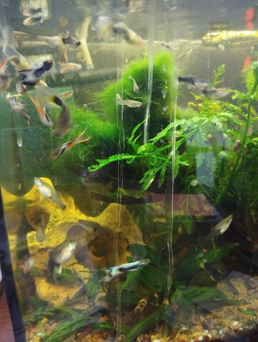 Гуппи, бесплатно