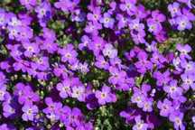 Żagwin -byliny Flora Szczecin