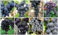 6 winorośli deserowych o ciemnych owocach. Sadzonki winorośli.