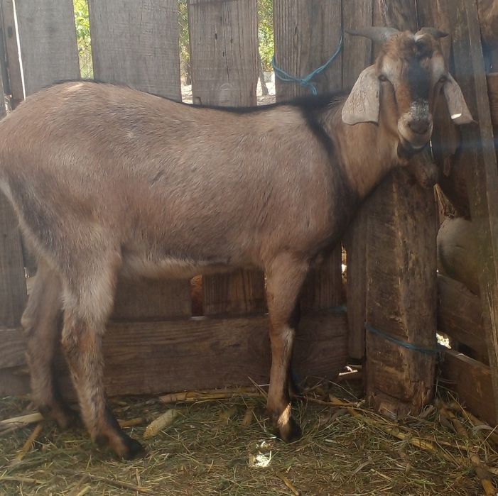 Кози молоді дійні.  Є вибір.