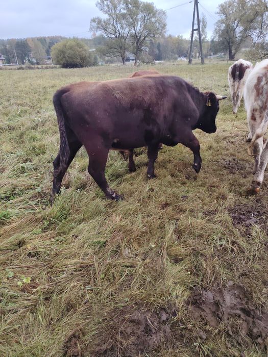 Byczek byk krowa z własnego gospodarstwa  byk krowa wypasany na lakach