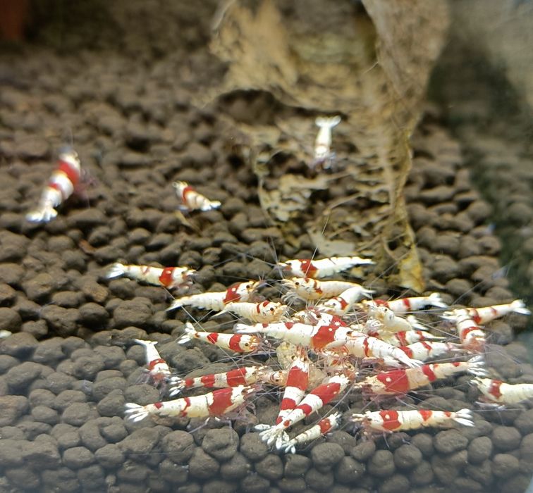 Prl Krewetki Caridina Crystal Red
