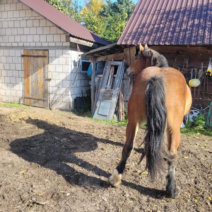 Źrebica zimnokrwista 13 mc.