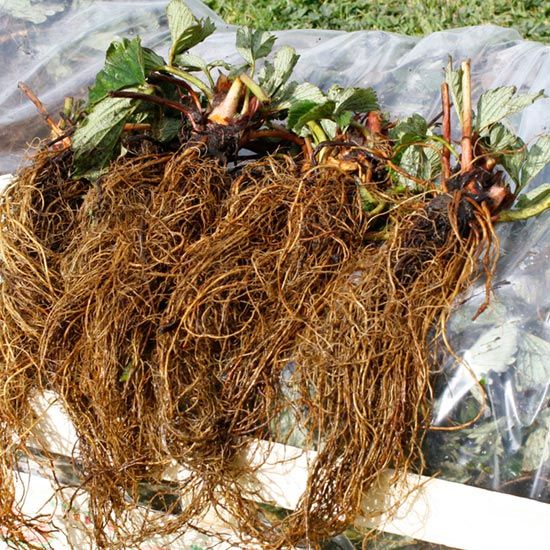 Саженцы, рассада клубники нейтрального дня Королева Елизавета-2