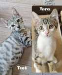 Kot koty kociaki do adopcji Teos i Tara