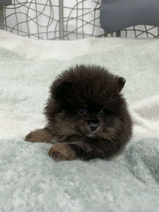 Wzorcowy mały szpic o wyjątkowym umaszczeniu Black and tan rodzice FCI