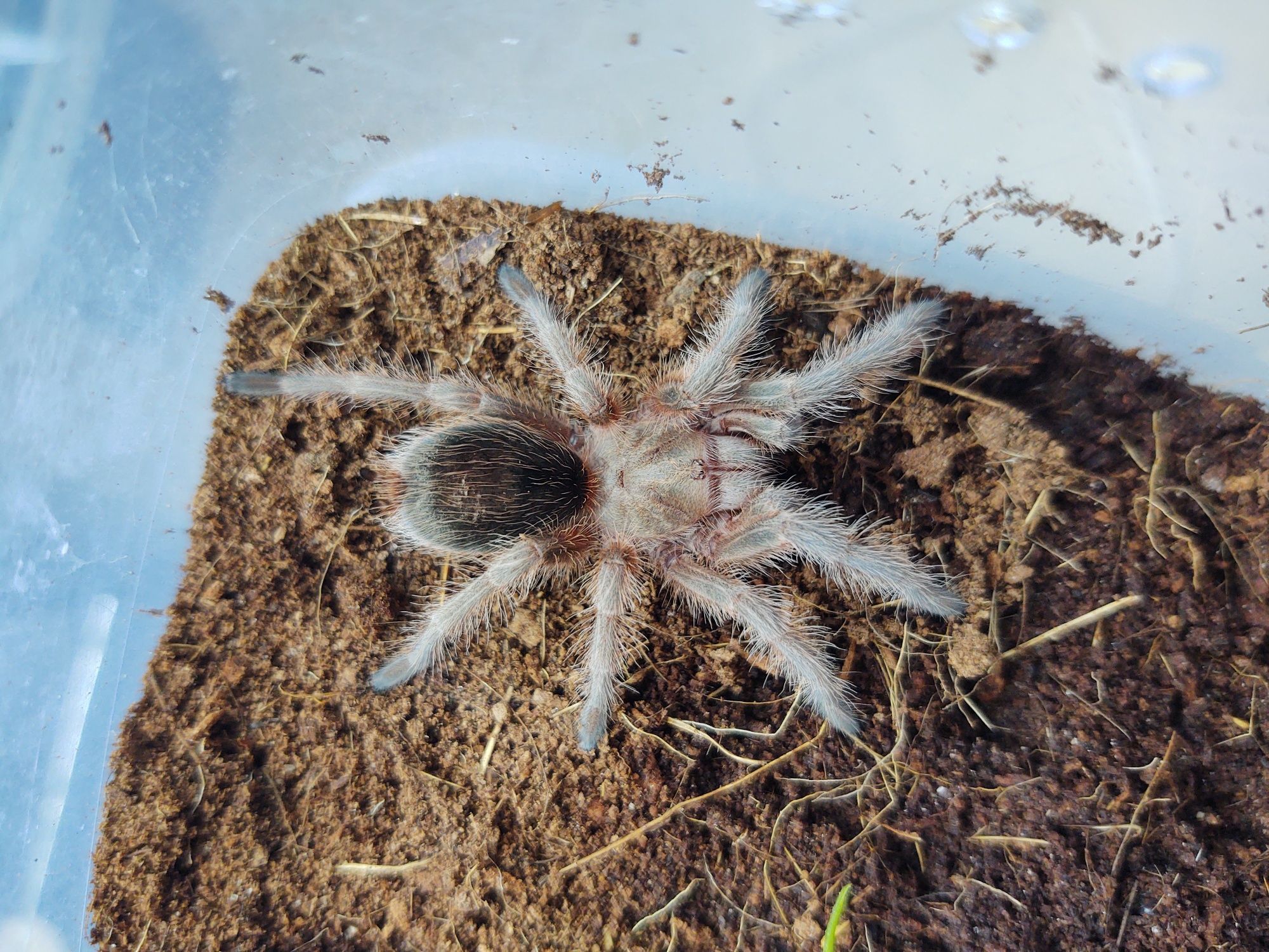 Ptasznik Grammostola rosea red samiec 3,5 DC