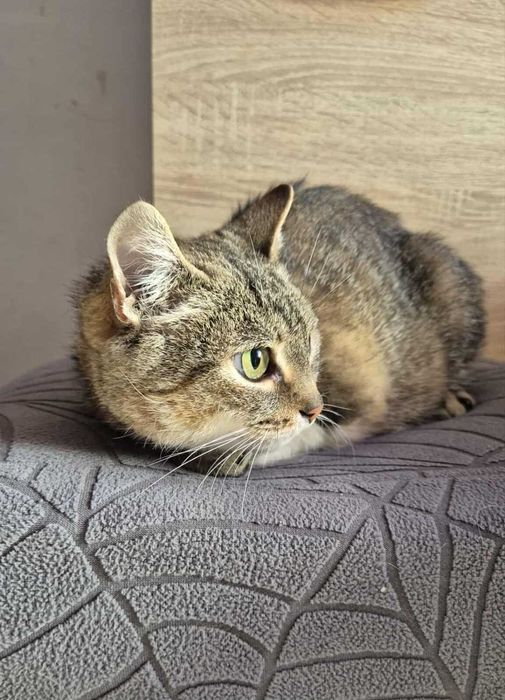 Mam tylko 3 łapki i jedno serce - adoptuj